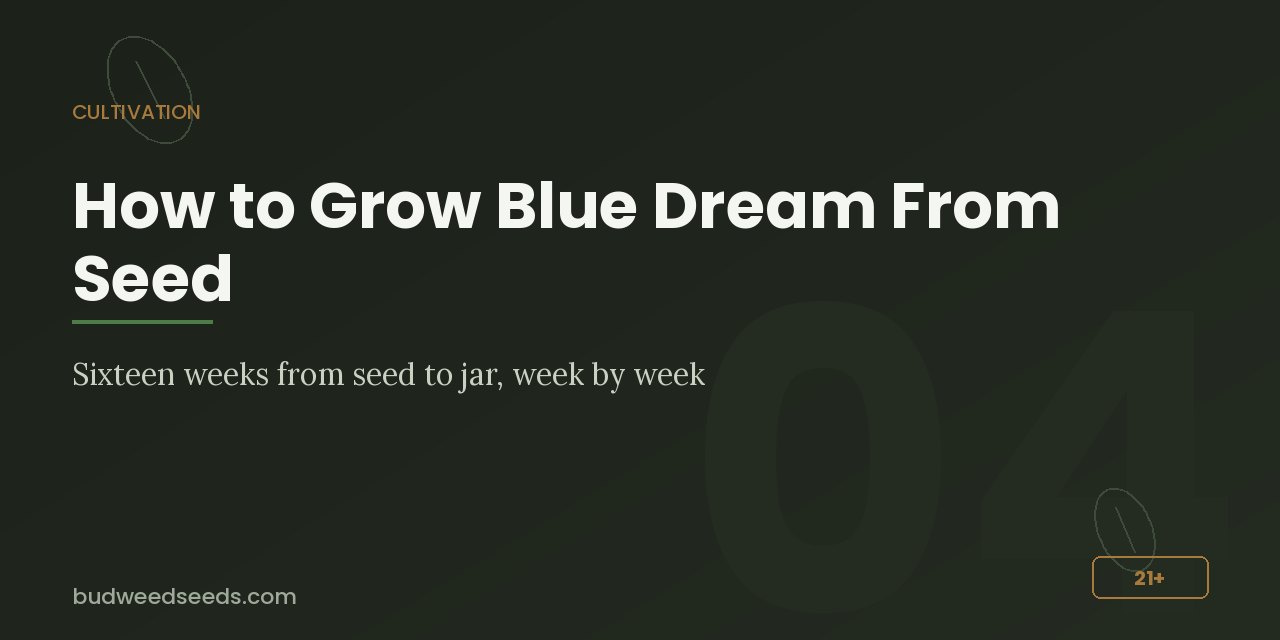Cultivation panel for Blue Dream: sixteen weeks from seed to jar, week by week
