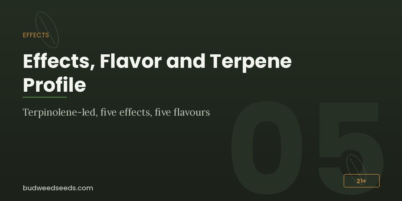Effects panel for Jack Herer: terpinolene-led profile, five effects and five flavours