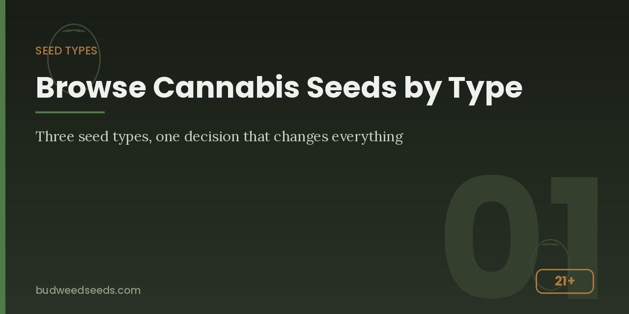 Three cannabis seed packets labelled feminized, autoflower and regular on a dark background