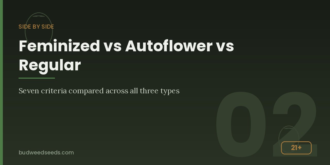 Comparison panel setting feminized, autoflower and regular cannabis seeds against seven criteria