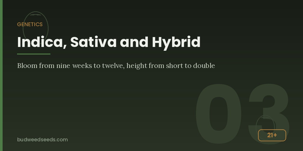 Panel contrasting indica, sativa and hybrid plant structure and bloom length