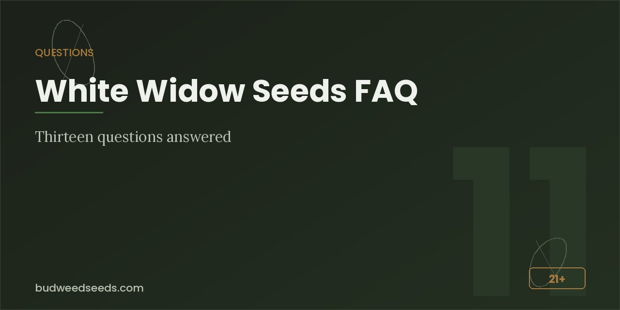 Questions panel introducing thirteen answered White Widow seed questions