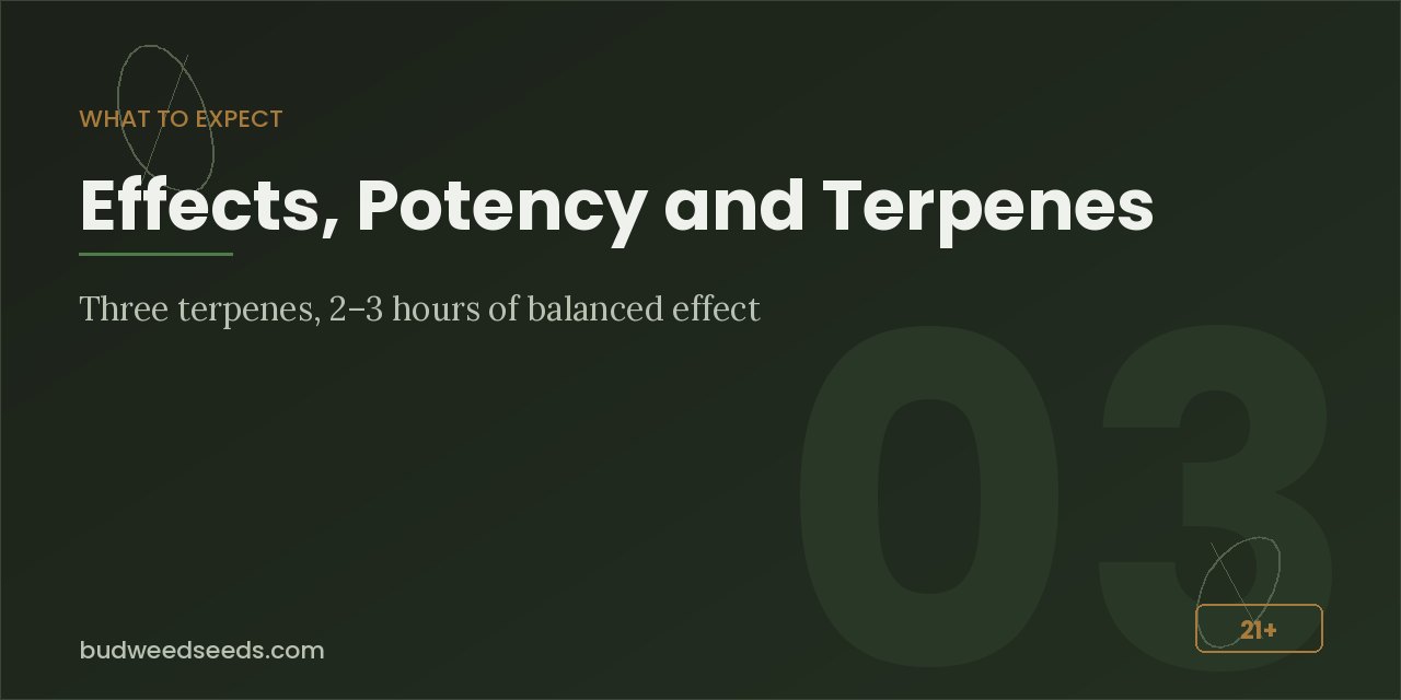 Effects panel for White Widow noting three dominant terpenes and a balanced two- to three-hour effect