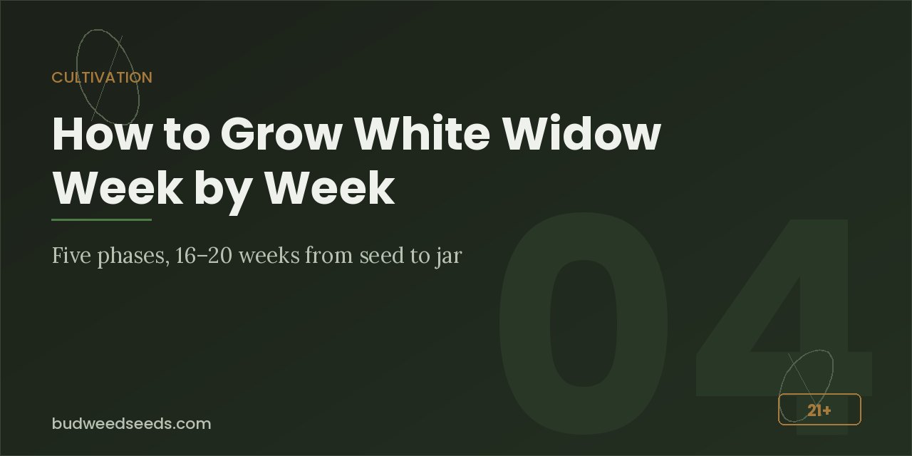 Cultivation panel for the White Widow grow guide showing five phases over 16–20 weeks from seed to jar
