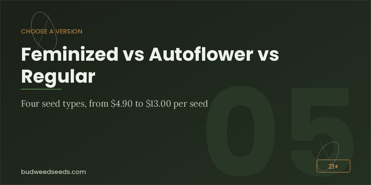 Seed types panel comparing feminized, autoflower and regular White Widow seeds from $4.90 to $13.00 per seed